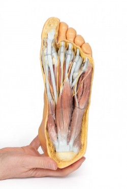 Wydruk anatomiczny 3D - powierzchnia grzebietowa, mięśnie podeszwy stopy - Image no.: 6