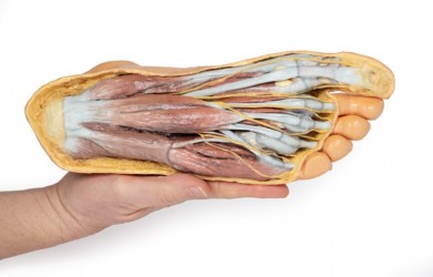 Wydruk anatomiczny 3D - powierzchnia grzbietowa, mięśnie podeszwy stopy - Image no.: 7