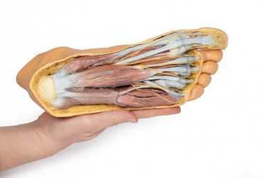 Wydruk anatomiczny 3D - powierzchnia grzebietowa, mięśnie podeszwy stopy - Image no.: 8