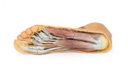 Wydruk anatomiczny 3D - powierzchnia grzebietowa, mięśnie podeszwy stopy - Image no.: 1