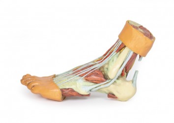 Wydruk anatomiczny - model stopy 3D - Image no.: 10