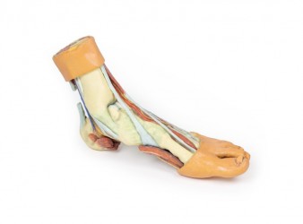 Wydruk anatomiczny - model stopy 3D - Image no.: 3
