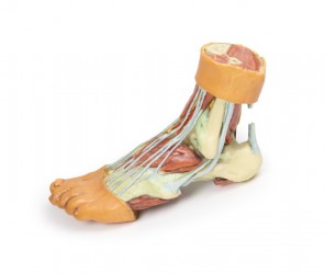 Wydruk anatomiczny - model stopy 3D - Image no.: 6