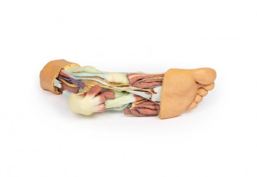 Wydruk anatomiczny - model stopy 3D - Image no.: 7