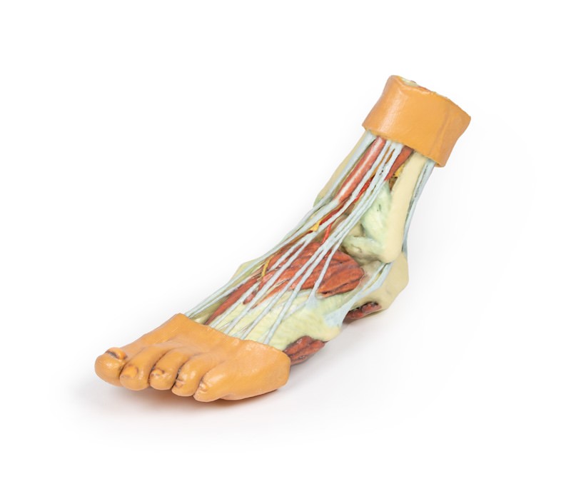 Wydruk anatomiczny - model stopy 3D - Image no.: 1