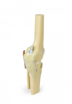 Wydruk anatomiczny - staw kolanowy - Image no.: 3