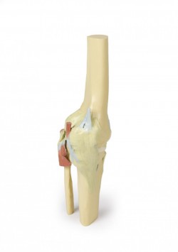 Wydruk anatomiczny - staw kolanowy - Image no.: 4