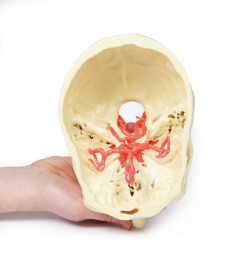 Wydruk anatomiczny 3D - koło tętnicze Willisa - Image no.: 5