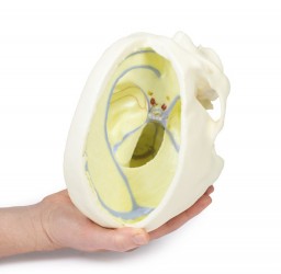 Wydruk anatomiczny 3D - czaszka z oponą twardą - Image no.: 5
