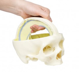 Wydruk anatomiczny 3D - czaszka z oponą twardą - Image no.: 7