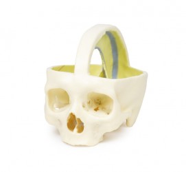 Wydruk anatomiczny 3D - czaszka z oponą twardą - Image no.: 1