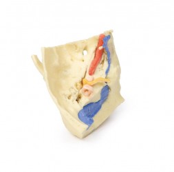 Wydruk anatomiczny - kość skroniowa, aparat słuchowy - Image no.: 2