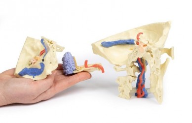 Wydruk anatomiczny - kość skroniowa, aparat słuchowy - Image no.: 3