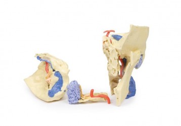 Wydruk anatomiczny - kość skroniowa, aparat słuchowy - Image no.: 4