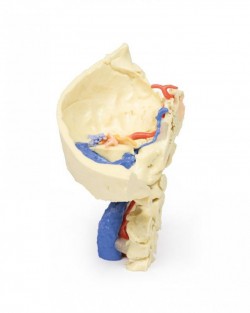 Wydruk anatomiczny - kość skroniowa, aparat słuchowy - Image no.: 5