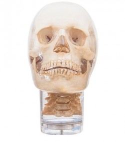 Fantom głowy z kręgami szyjnymi do radiografii (RTG) i CBCT, transparentny - Image no.: 1