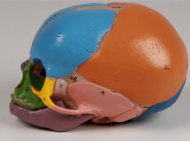 Model czaszki 38-tygodniowego płodu - Image no.: 3