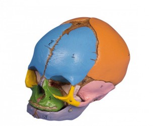 Model czaszki 38-tygodniowego płodu - Image no.: 1