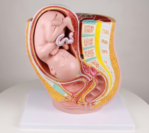 Model miednicy z macicą w 32 tygodniu ciąży, 2 części - Image no.: 2