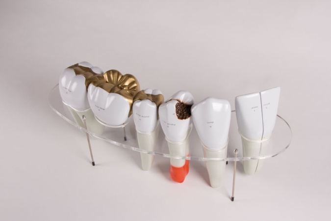 Model zębów, 7 części, powiększenie 10x - Image no.: 3