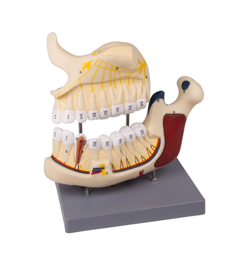 Model dolnej i górnej szczęki z zębami - Image no.: 1