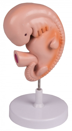 Model zarodka, 4 tygodnie, 40-krotne powiększenie - Image no.: 1