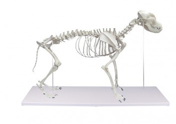 Model szkieletu psa, naturalna wielkość, sztuczny - Image no.: 2