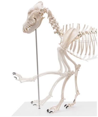 Model szkieletu psa, naturalna wielkość, sztuczny - Image no.: 1