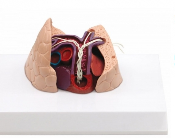 Model serca i płuc psa z pasożytami - Image no.: 1