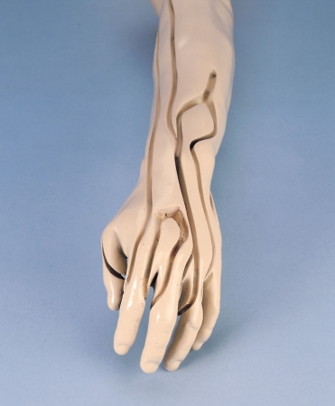 Model ramienia do nauki iniekcji dożylnych - Image no.: 6