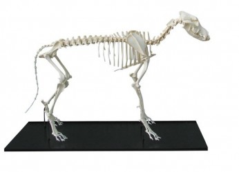 Model szkieletu dużego psa, prawdziwy - Image no.: 1