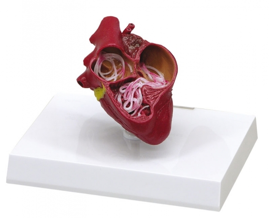 Model serca psa z pasożytami - Image no.: 1