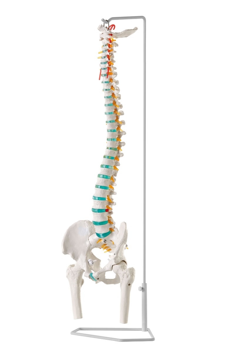 Model kręgosłupa z kośćmi udowymi i dyskopatią L3/L4, elastyczny - Image no.: 1