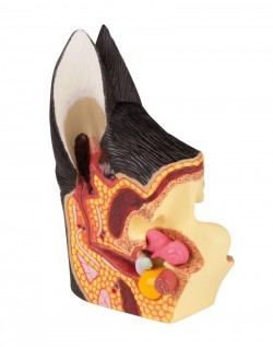 Model ucha psa zdrowego i zainfekowanego  - Image no.: 2