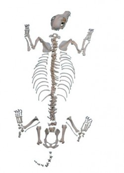 Model szkieletu psa, średnia rasa, niezmontowany, prawdziwy - Image no.: 1