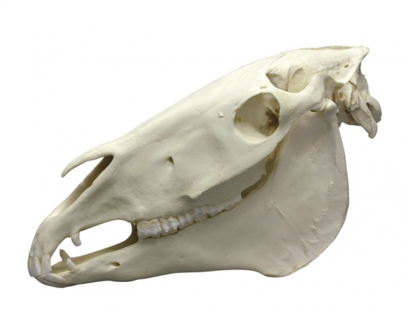 Model czaszki konia - Image no.: 1
