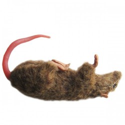Fantom szczura - Image no.: 1