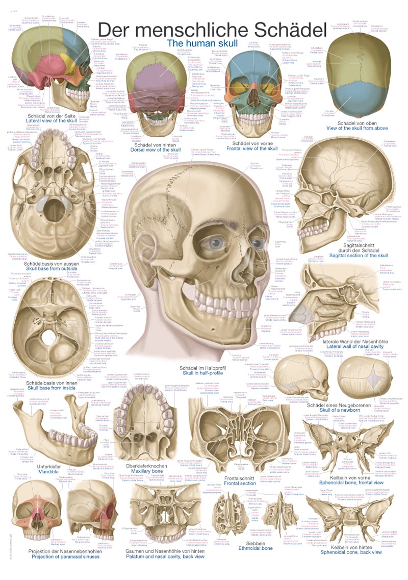Plansza anatomiczna - czaszka - Image no.: 1