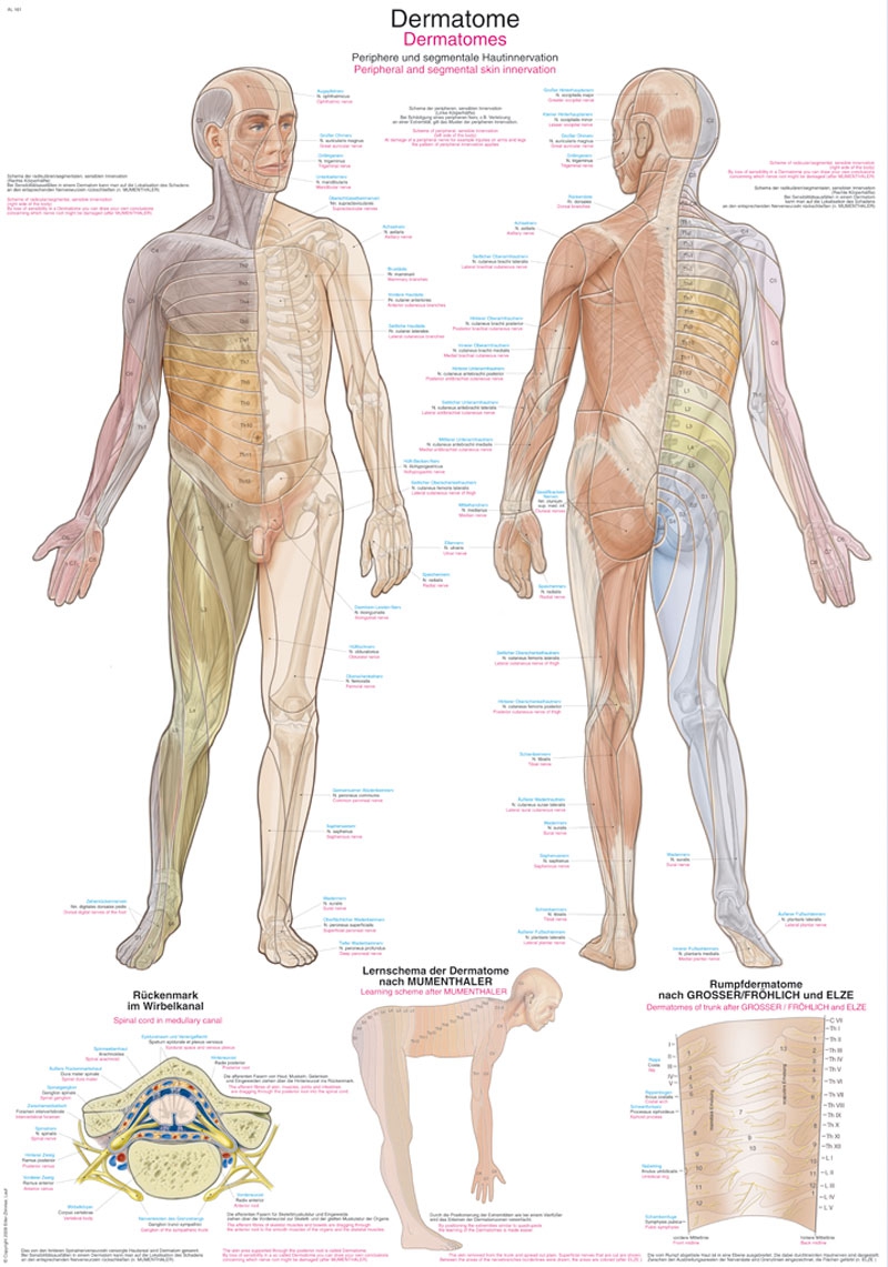 Plansza anatomiczna - dermatomy - Image no.: 1