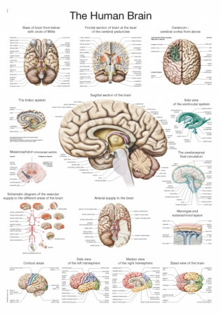 Plansza anatomiczna - mózg - Image no.: 1