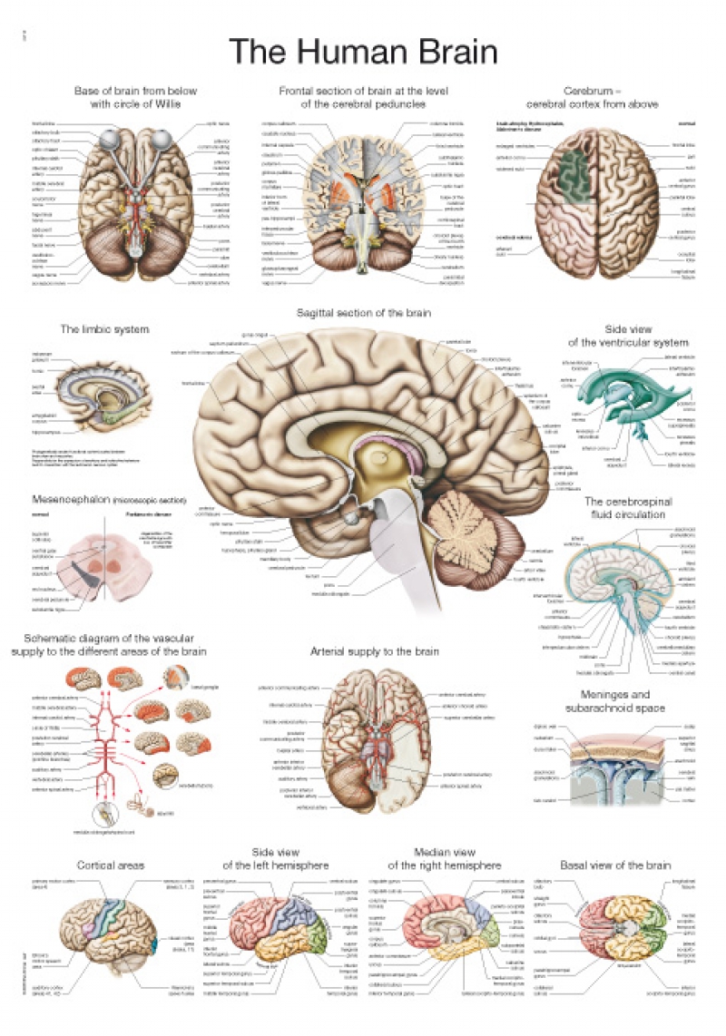 Plansza anatomiczna - mózg - Image no.: 1