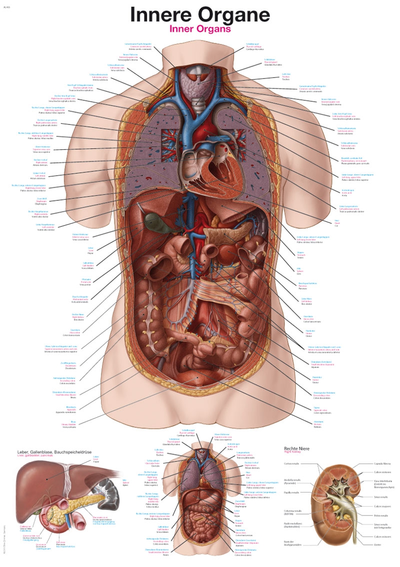 Plansza anatomiczna - organy wewnętrzne - Image no.: 1