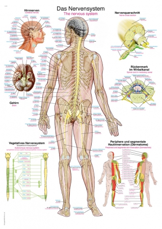 Plansza anatomiczna - układ nerwowy - Image no.: 1
