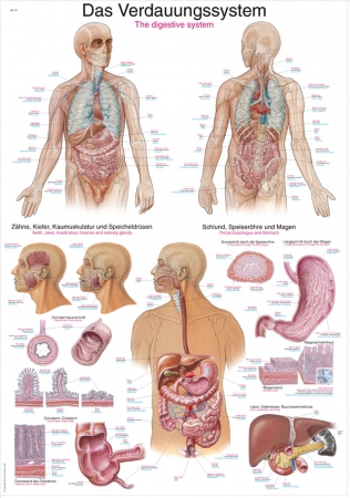 Plansza anatomiczna - układ pokarmowy - Image no.: 1