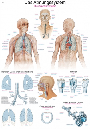 Plansza anatomiczna - układ oddechowy - Image no.: 1