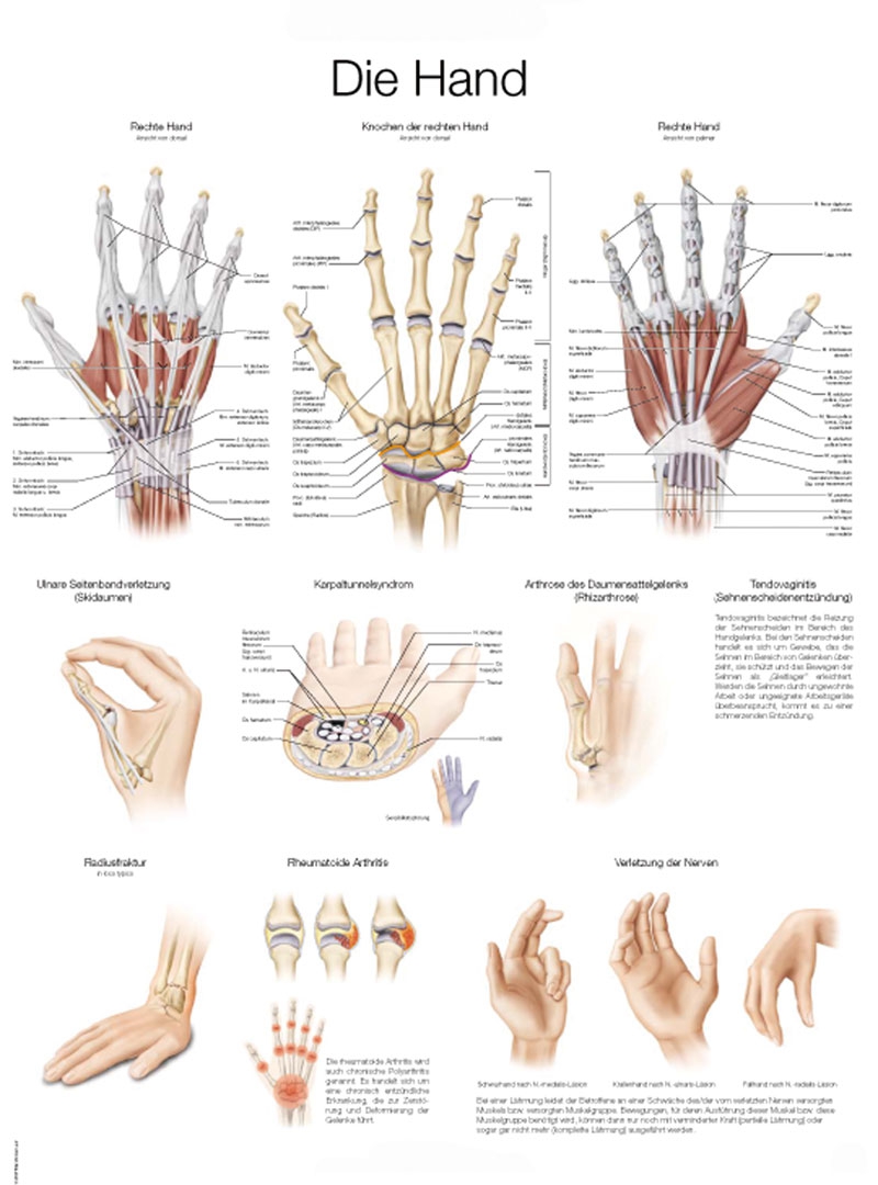 Plansza anatomiczna - ręka - Image no.: 1