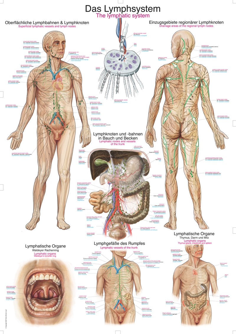 Plansza anatomiczna - układ limfatyczny - Image no.: 1
