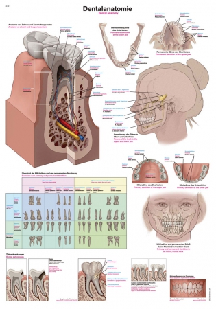Plansza anatomiczna - anatomia stomatologiczna - Image no.: 1