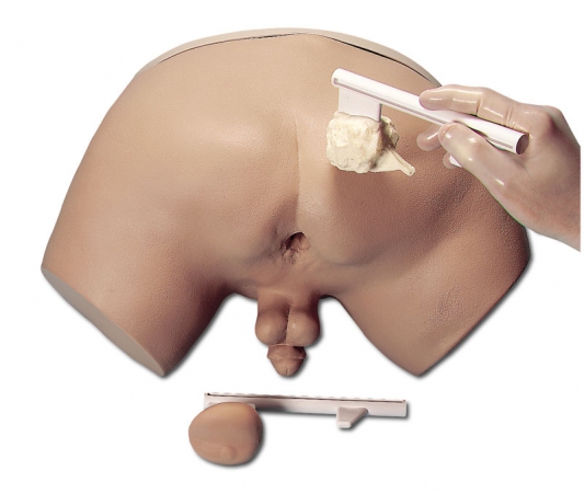 Symulator do badania prostaty - Image no.: 1