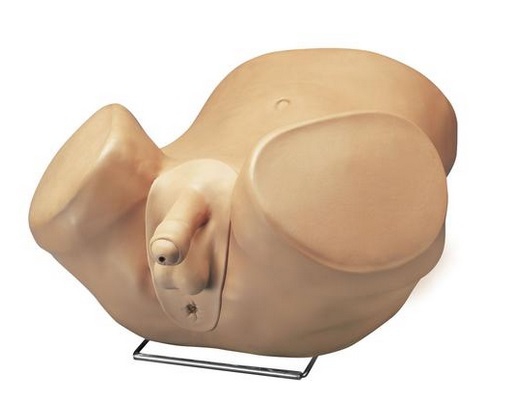 Zaawansowany symulator badania prostaty - Image no.: 1